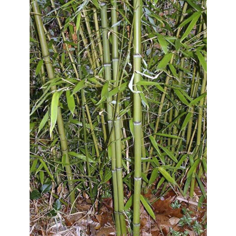 Phyllostachys viridiglaucescens Pot de 4L/5L