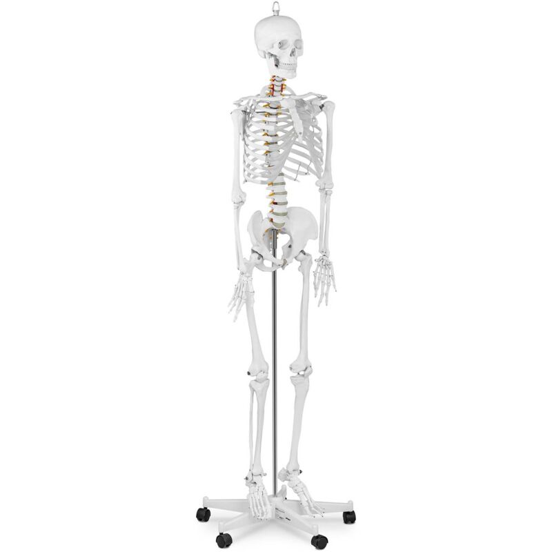 Skelett Modell Menschliches Skelett Anatomisches Modell Skelett Lebensgroß Physa
