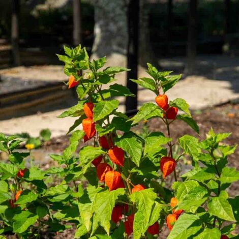 Physalis Lanterne Chinoise Vilmorin