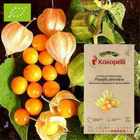 Physalis Peruviana Coqueret du Pérou