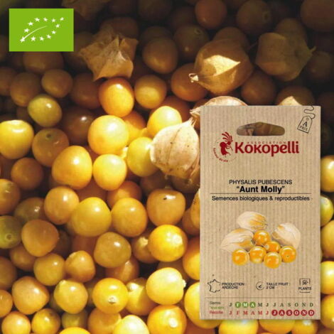 Physalis Pubescens Aunt Molly