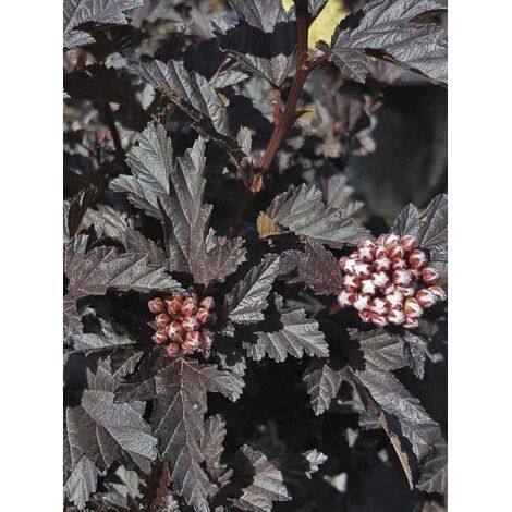 Physocarpe à feuilles d'Obier 'All Black' Pot de 7,5L/10L
