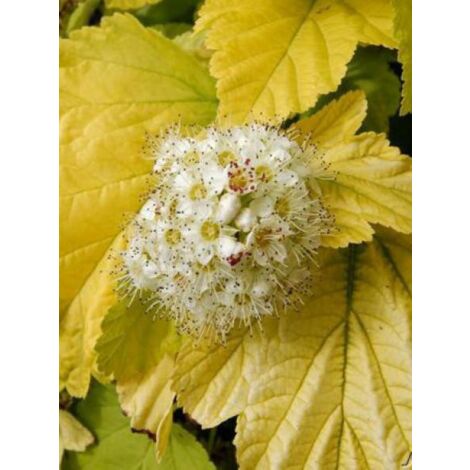 Physocarpe à feuilles d'Obier 'Angel Gold'® Pot de 7,5L/10L