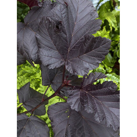 Physocarpe à feuilles d'Obier 'Midnight' Pot de 3L/4L
