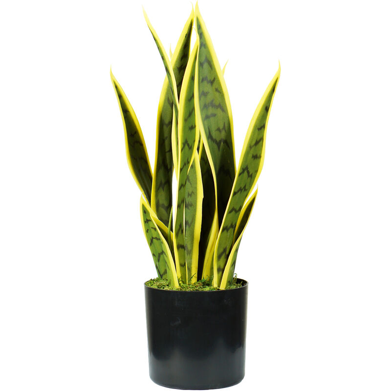 Image of Pianta sansevieria h. 45 cm 12 foglie completa di vaso con muschio - King Home