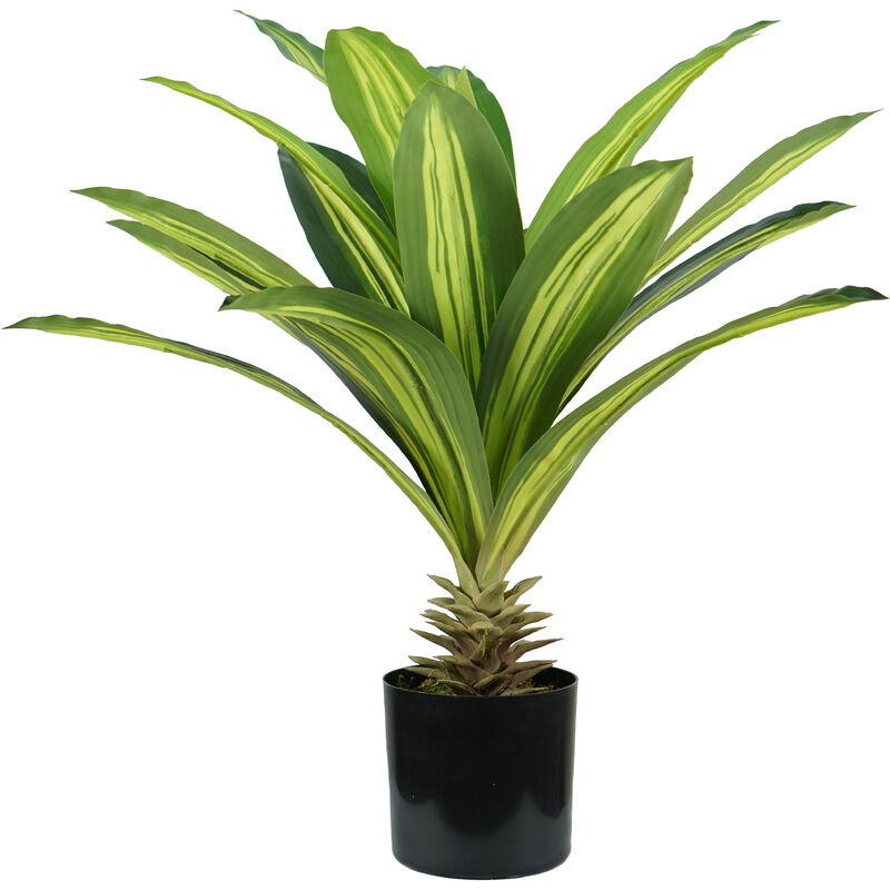 Image of Pianta dracaena h. 60 cm 19 foglie completa di vaso con muschio - King Home