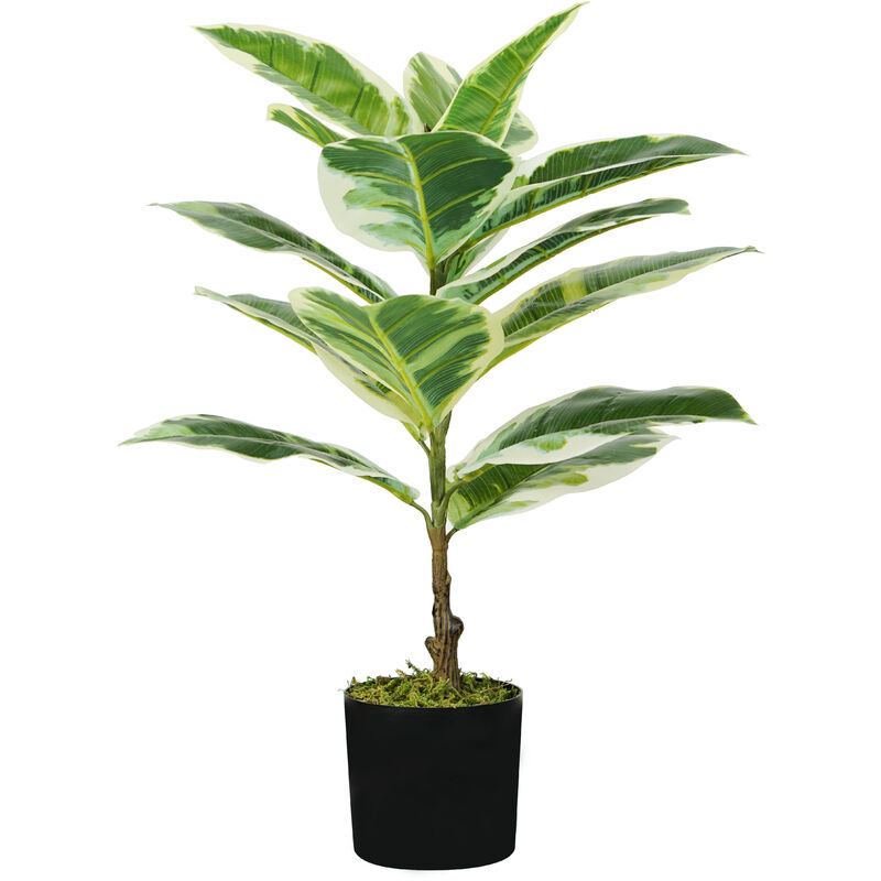 Image of Pianta ficus elastica h. 65 cm 15 foglie completa di vaso con muschio - King Home