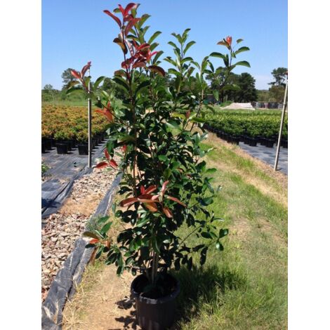 Pianta adulta Photinia Fraseri Red Robin "Fotinia" da siepe PROMOZIONE 18 piante in vaso 2 litri h 50/70 cm