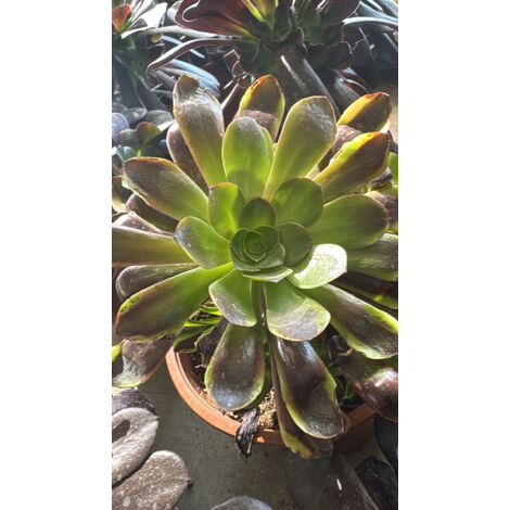 Pianta Aeonium Big Bang Plus, foto reali,