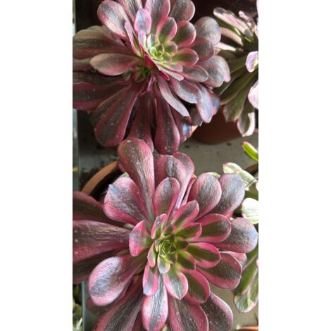 Pianta Aeonium medusa, foto reali