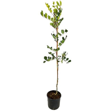 Ligustrum Texanum - Piante Vere da Esterno Sempreverdi - Pianta Ornamentale  da Giardino - H 80-100 cm Vaso Ø 24 cm