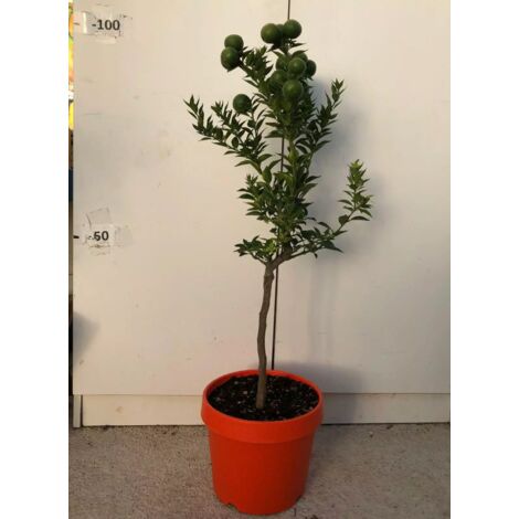 PIANTA ALBERO DI CHINOTTO VASO COLORATO 24 cm cytrus myrtifolia  (foto reali)