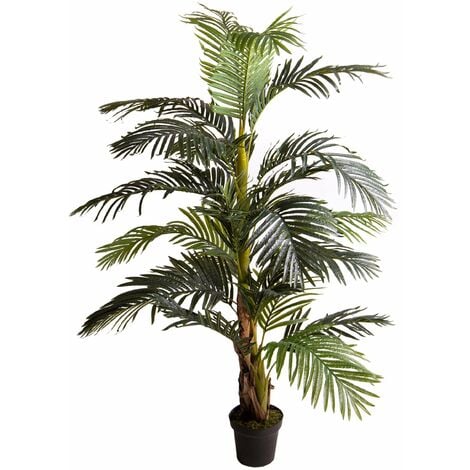 Pianta areca