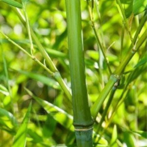 Bambù