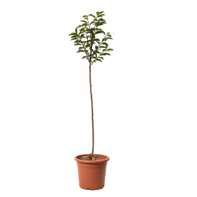 Kentis - Pianta Caco Tipo - Albero di Cachi - Piante Vere da Frutto - Vaso ø 24 cm