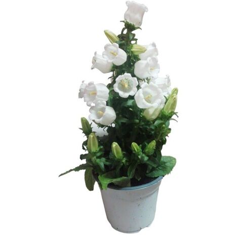 pegtopone / Fiore Arcobaleno Lecca-Lecca Rosa per Le Donne Natale Compleanno Regalo di San Valentino Perfect Choice Everywhere