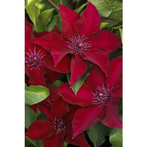 Pianta Clematis boulevard H 70cm - Colore: Rossa