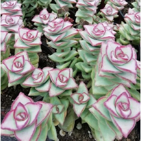 PIANTEWEB Pianta Crassula Perforata