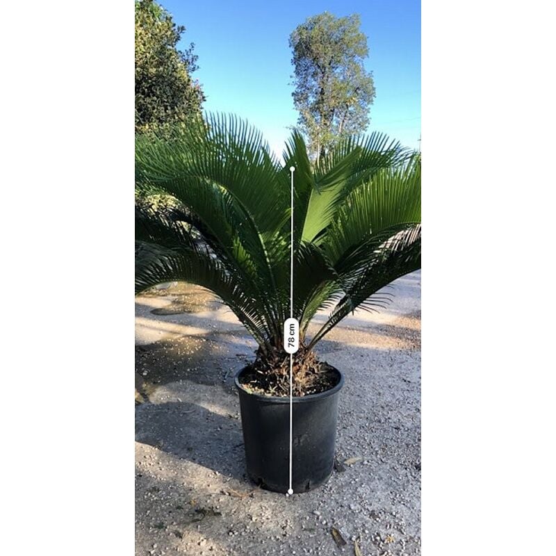 Pianteweb - Pianta Cycas Revoluta Vaso: 30