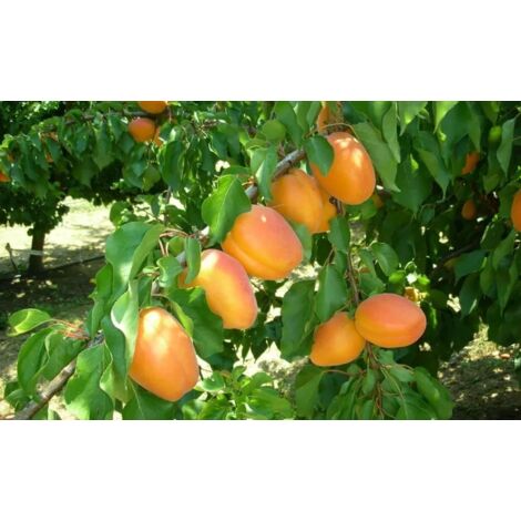 PIANTA DA FRUTTO ALBICOCCA L. ELENA IN  VASO CM 20 (foto reali)