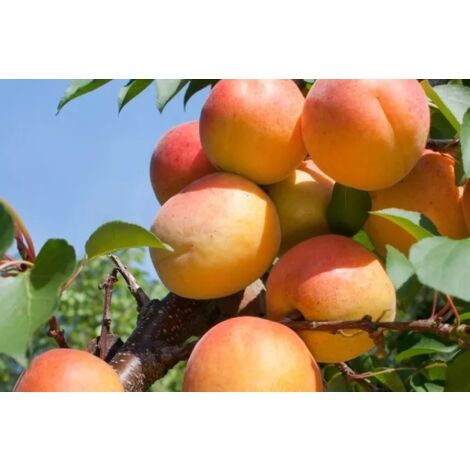 PIANTA DA FRUTTO ALBICOCCA PALUMMELLA IN  VASO CM 20 (foto reali)