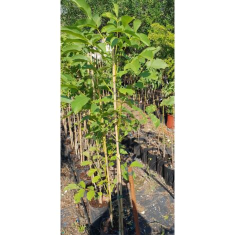 PIANTA DA FRUTTO DI NOCE COMUNE IN VASO altezza 150 cm (foto reale)