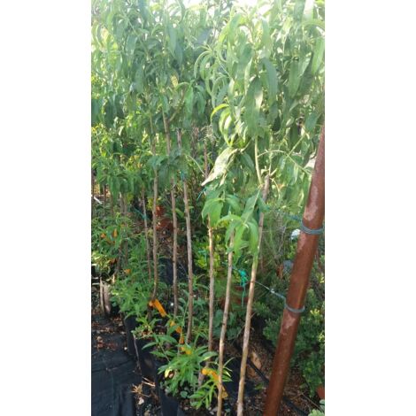 PIANTA DA FRUTTO DI PERCOCO DI NOVEMBRE frutto antico ALTEZZA 90/100 CM
