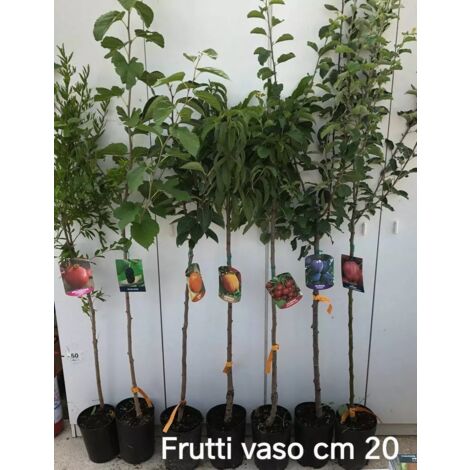 PIANTA DA FRUTTO MELA AGOSTINA VASO CM 18 ( foto reali ) FRUTTO ANTICO