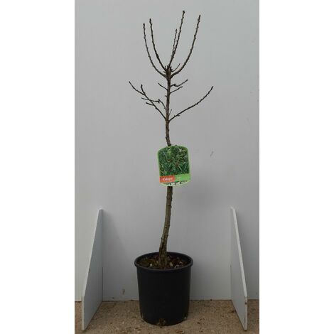 PIANTA DA FRUTTO NANO IN VASO 24 ALTEZZA 80/120 cm (foto reale)