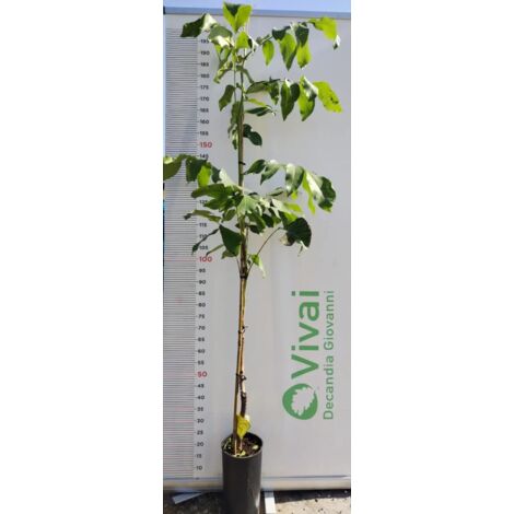PIANTA DA FRUTTO NOCE CHANDLER INNESTATA VASO 20 alt. 150 cm (foto reale)