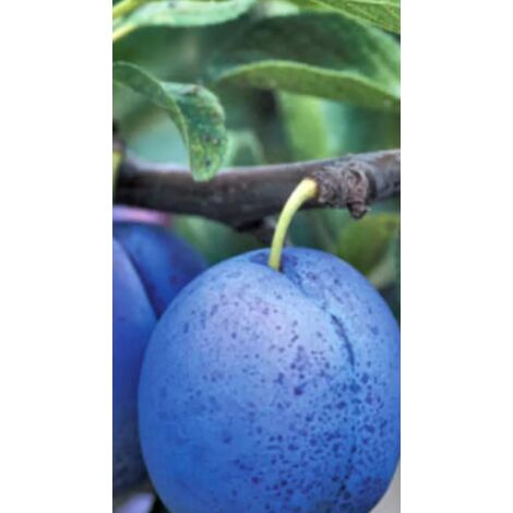 PIANTA DA FRUTTO SUSINO BLU FREE IN VASO ANNI DUE ( foto reale) SUSINA