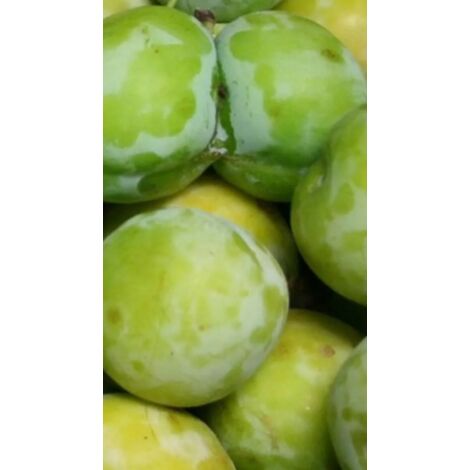 OLIVE TREE (Olea Europaea L.) : Olivo Dolce-Termite (vaso33 - Foto 8