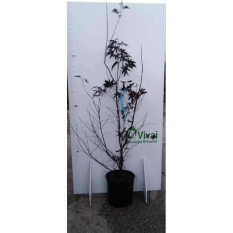 PIANTA DI ACER PALMATUM "ACERO ROSSO" VASO 30 CM ALTEZZA 125/150 CM (FOTO REALI)