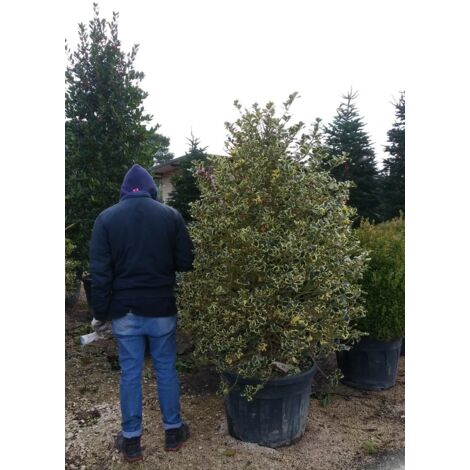 PIANTA DI AGRIFOGLIO ILEX VARIEGATO ALTEZZA 140/150 CM FOTO REALI