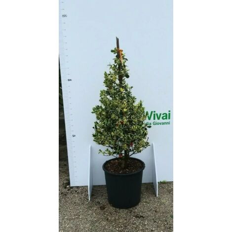 PIANTA DI AGRIFOGLIO ILEX VARIEGATO ALTEZZA 80/100 CM FOTO REALI