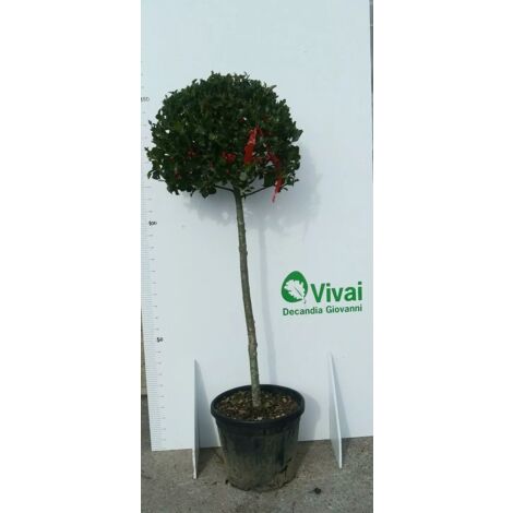 PIANTA DI AGRIFOGLIO ILEX VERDE IN VASO  (foto reali) ALTEZZA 100/120 CM