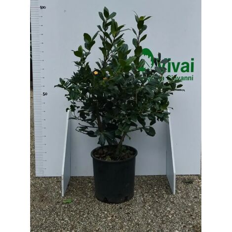 PIANTA DI AGRIFOGLIO NELLY STEVENS VASO 24 CM ALTEZZA 60 CM (foto reali)