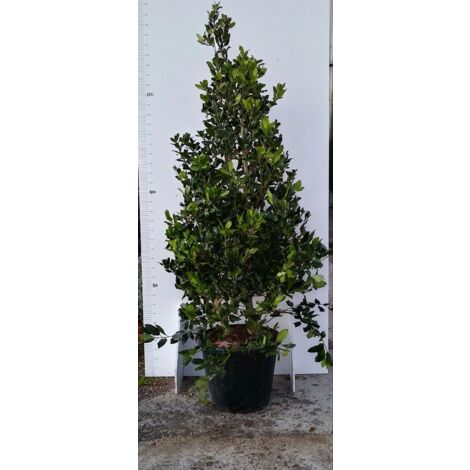 PIANTA DI AGRIFOGLIO NELLY STEVENS VASO CM 35 ALTEZZA 150/160 CM FOTO REALI