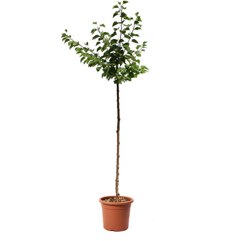 Pianta di Albicocco - Albero da Frutto da Esterno - Vaso Ø 24 cm