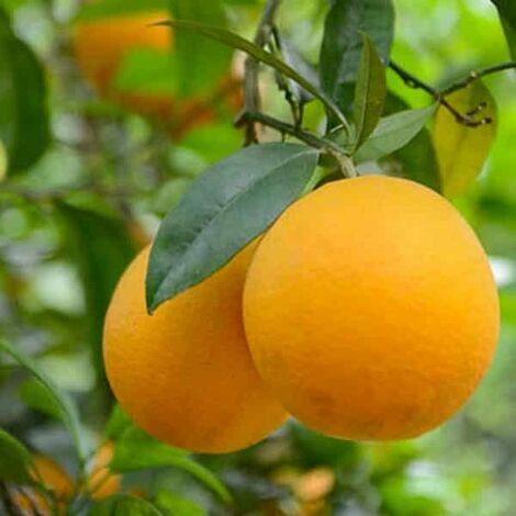 Il CEDRONE 😂 Cedro maxima (Citrus medica)🌱 ~~~~~~~~~~~ The big Citron Il CEDRONE 😂 Cedro maxima (Citrus medica)🌱 ~~~~~~~~~~~ The big Citron