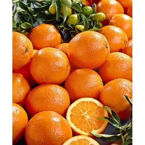 Pianta Limone Rosso Siciliano - Vaso 22cm Agrumi Decorativi - Foto 10