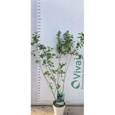 PIANTA DI ARONIA MELANOCARPA IN VASO CM 24 ALTEZZA 100/125 CM