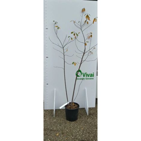 PIANTA DI ARONIA MELANOCARPA VASO CM 24 H 100/125 CM (FOTO REALI)