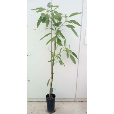 PIANTA DI AVOCADO VARIETA' "ETTINGER" IN VASO ALTEZZA 150/160 cm (foto reale)  FRUTTO TROPICALE