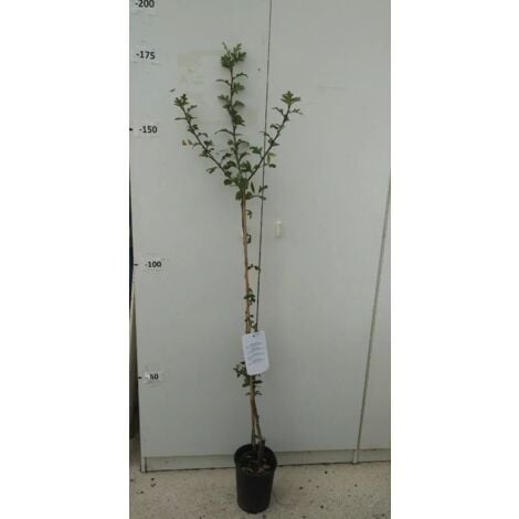 Pianta Di Olivo Arbosana In Vaso Diametro 18 – Vivaio Garden Forest - Foto 3