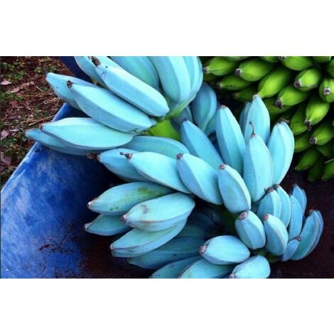 Pianta di BANANO BLUE JAVA 'Musa Acuminata', BANANO BLU in vaso h. 140 cm foto reali