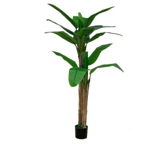 Pianta di Banano ornamentale 160 cm con vaso