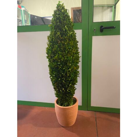 Pianta di bosso stabilizzata buxus boxus h115 (no acqua no manutenzione)