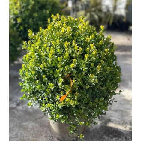 PIANTA DI BUXUS BOSSO FAULKNER A PALLA diametro sfera 60/80 cm (foto reale)
