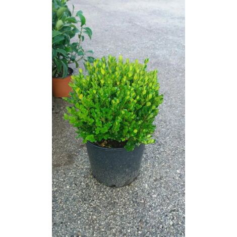 PIANTA DI BUXUS BOSSO FAULKNER A PALLA VASO CM 24 (foto reale) siepe